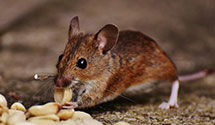24 Hour & Emergency Exterminators in Jenison, MI
